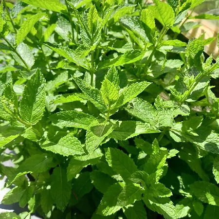 度假居 Alpenchalet Am Golfplatz 阿亨基希