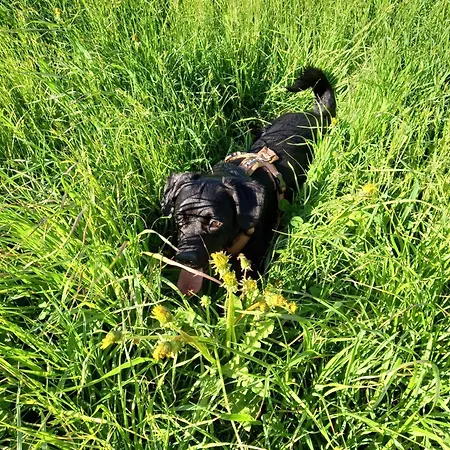 Alpenchalet Am Golfplatz *