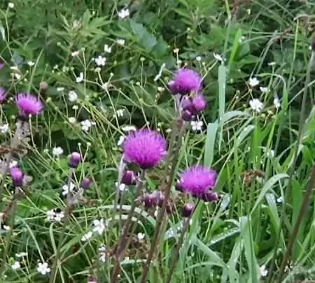 Alpenchalet Am Golfplatz *