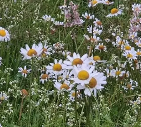 Alpenchalet Am Golfplatz 阿亨基希