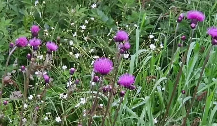 Alpenchalet Am Golfplatz *
