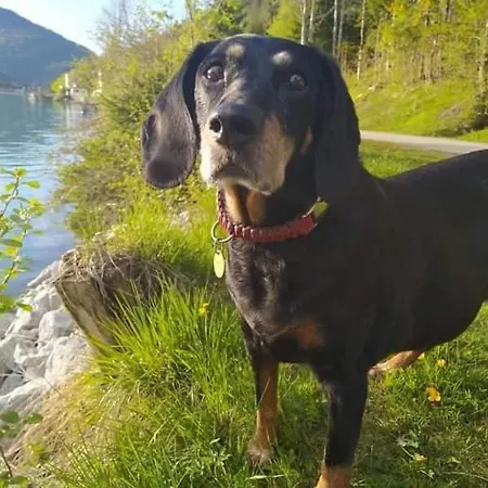 Alpenchalet Am Golfplatz 펜션 *