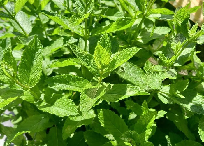 Σπίτι διακοπών Alpenchalet Am Golfplatz Άχενκιρχ