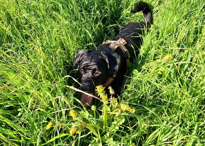 Alpenchalet Am Golfplatz *